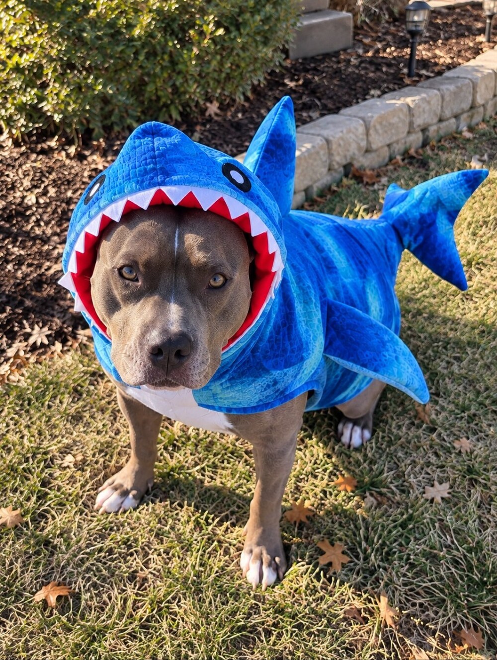 XXL Shark Dog Halloween Costume 3D Fin Tail Funny Large Dog Pet Costume